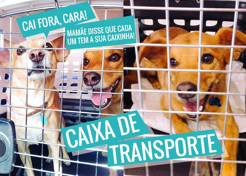 Levar animais para a União Europeia | Viajar com Animais